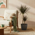 Dracaena Magenta Drachenblutbaum Pflanze mit grauem Topf Ø21cm Höhe 90-100cm Pflegeleichte große Grünpflanze mit roten Akzenten für Zimmer & Büro