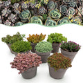Bodendecker Alpenmischung – 8 Pflanzen – Winterhart & pflegeleicht – Verschiedene Farben – Für Beete, Balkon & Terrasse – Ø14cm H17cm – Plant