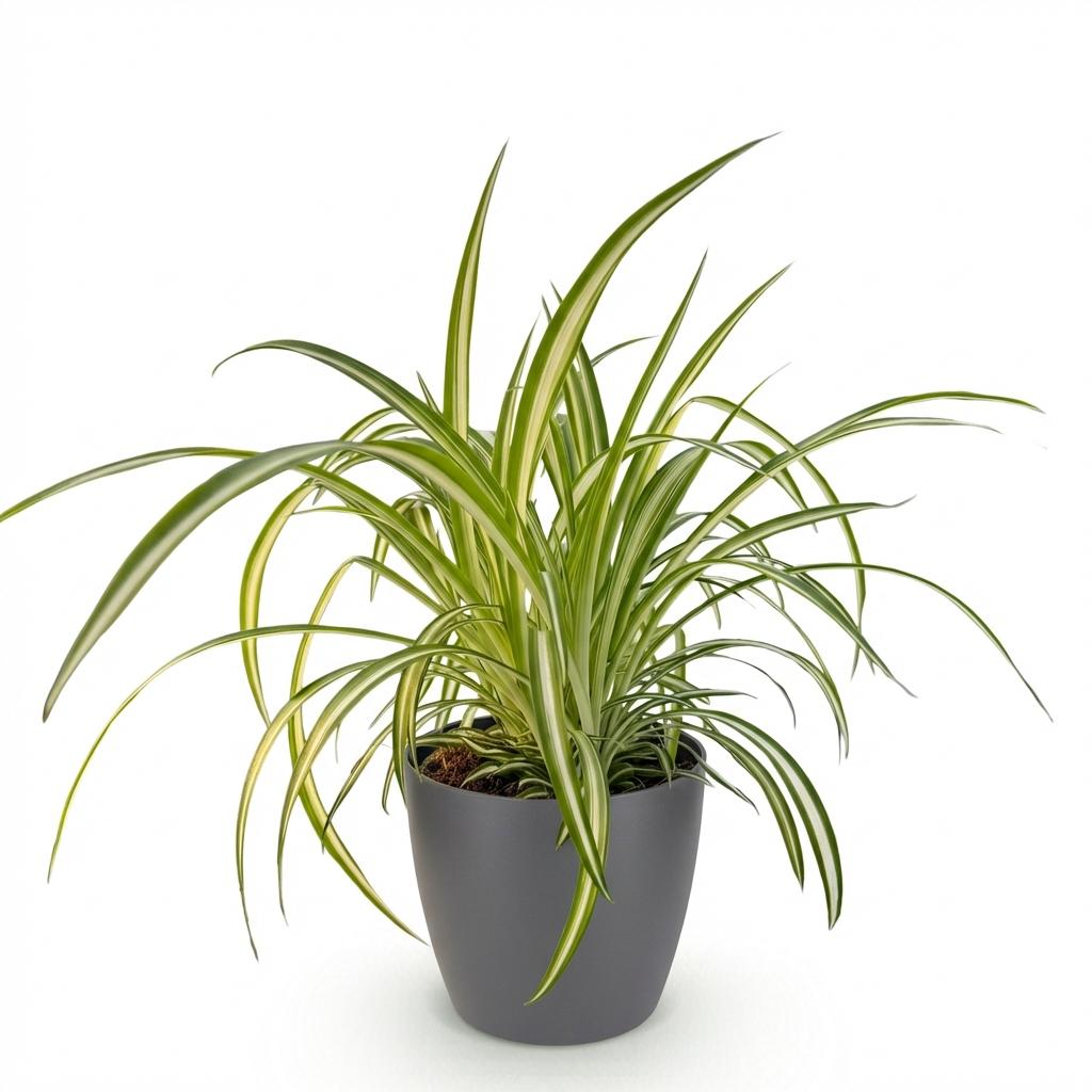 Chlorophytum comosum Variegatum Pflanze Mit Grauem Topf Ø12cm Höhe ca.20cm Bunte Graslilie Haustierfreundlich Luftreinigend Für Zimmer Büro &