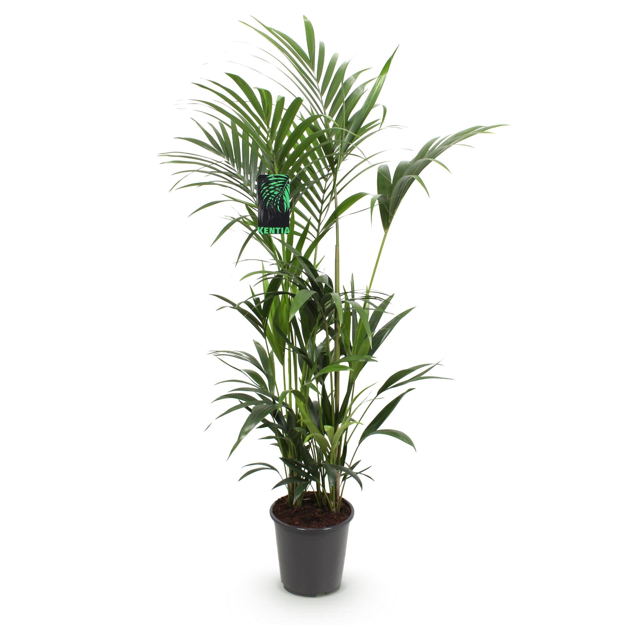 Howea Forsteriana – Kentia – Palme – 160-170cm – 27cm – Pflegeleichte, elegante Zimmerpalme mit fiederartigen Wedeln – Tropisches Highlight für Wohn – Plant