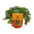 Fetthenne Sedum Tornado – Zimmerpflanze – Ø11cm – Höhe 15cm – Pflegeleicht – Halbschatten – Sukkulente für Zuhause – Plant
