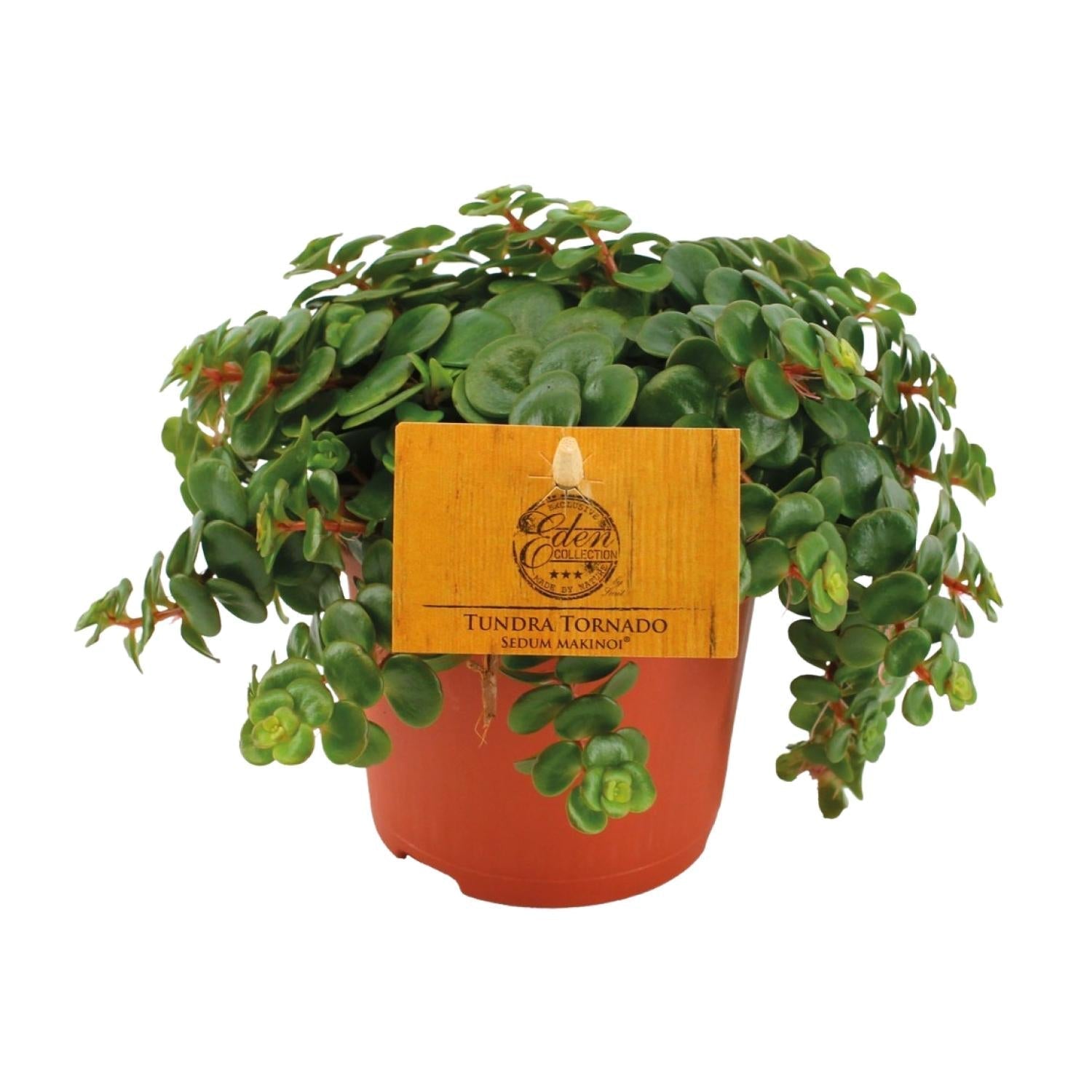Fetthenne Sedum Tornado – Zimmerpflanze – Ø11cm – Höhe 15cm – Pflegeleicht – Halbschatten – Sukkulente für Zuhause – Plant