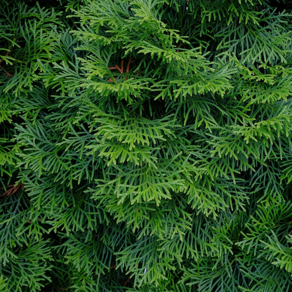 Lebensbaum Thuja occidentalis Smaragd – Immergrüne Heckenpflanze – 6 Pflanzen – 17cm x H60cm – Dichte, grüne Hecke – Plant