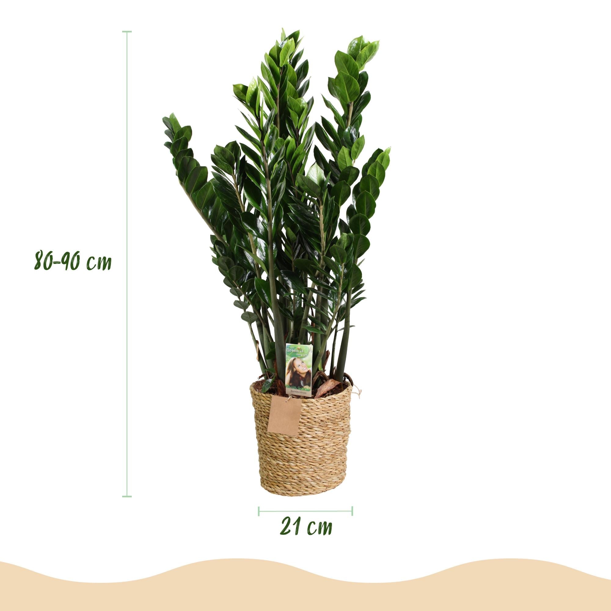 Zamioculcas – 80-90cm – 21cm inkl. Naturkorb – Pflegeleichte ZZ – Pflanze – Robust & luftreinigend – Grünpflanze für Wohnzimmer, Büro & Schlafzimmer – Plant