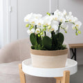 Orangenfarbenes Pflanzenset im Baumwollkorb – 3 Orchideen Bozen & 3 Grünpflanzen Rhipsalis – Ø9cm – Mit autarkem Wassertank & Dochtsystem – Plant