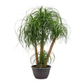 Beaucarnea Elefantenfuß Zimmerpflanze 130cm Pflegeleichte Grünpflanze mit mehreren Stämmen für Wohnzimmer Büro & Innenräume