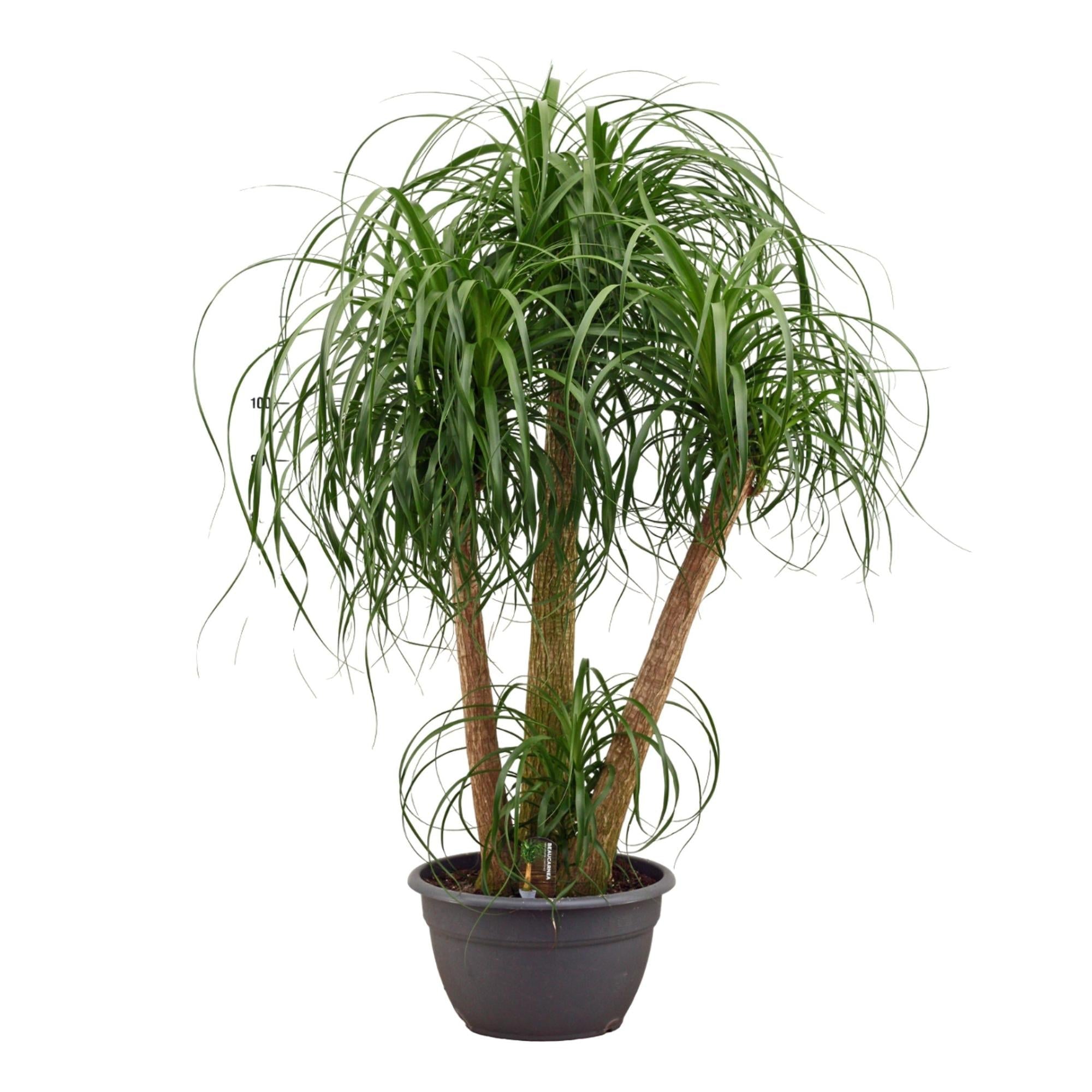 Beaucarnea Elefantenfuß Zimmerpflanze 130cm Pflegeleichte Grünpflanze mit mehreren Stämmen für Wohnzimmer Büro & Innenräume