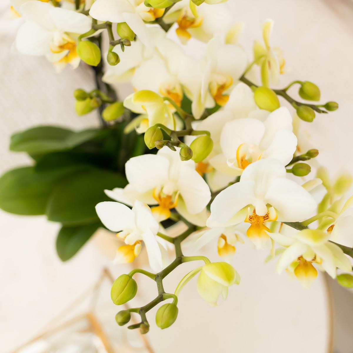 Phalaenopsis Orchidee Lausanne – Weiß – Ø9cm – Zimmerpflanze mit 3 Blütentrieben – Pflegeleicht & elegant – Aus der Blossom – Kollektion – Plant