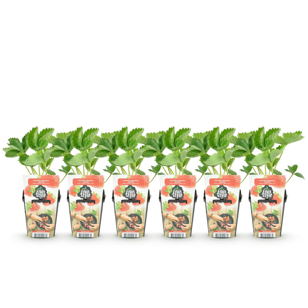Erdbeere Fragaria Elsanta winterhart Höhe 30cm Ø9cm – Rote Erdbeere für Beet Balkon & Topf – Ertragreiche Obstpflanze mit süßem Aroma