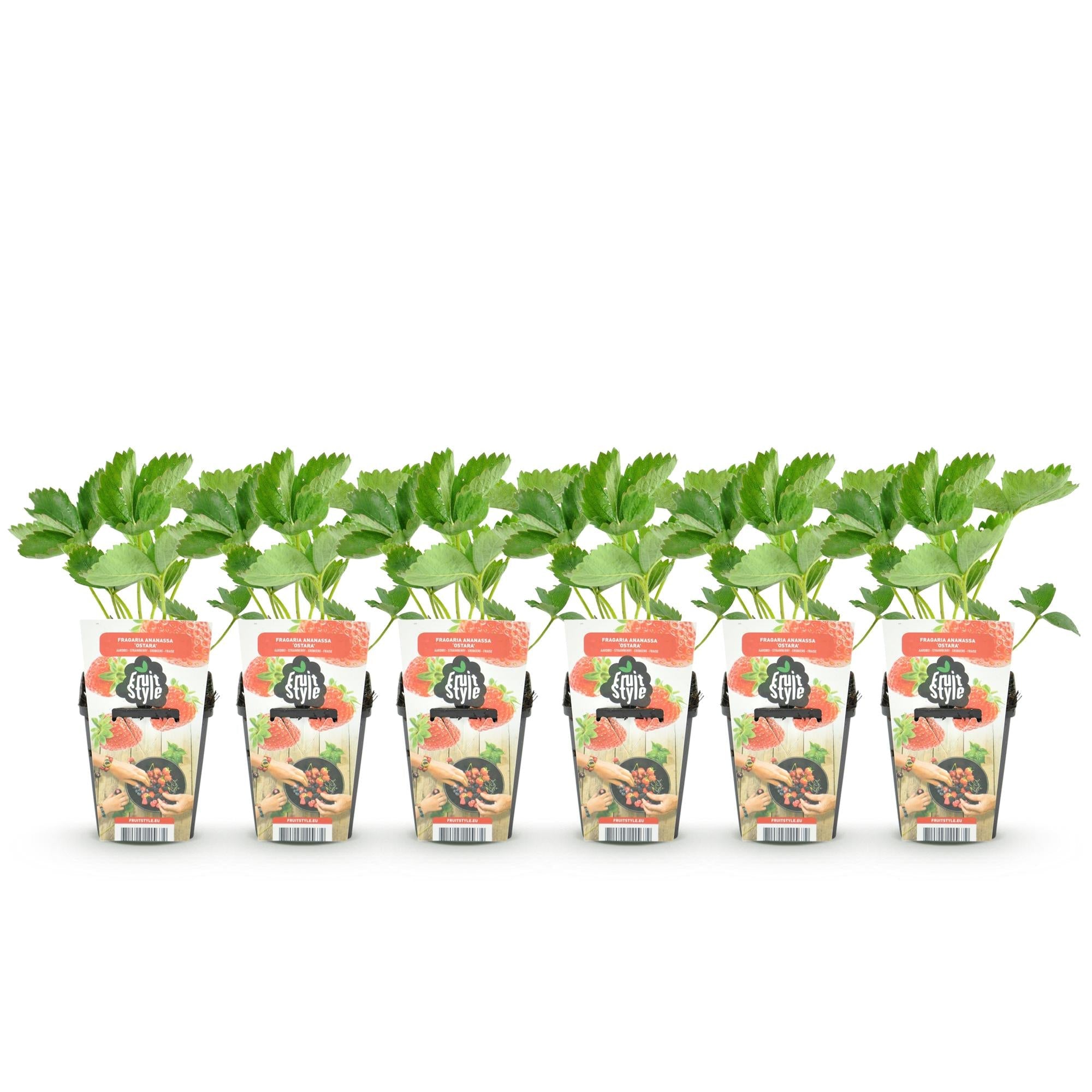 Erdbeere Fragaria Elsanta winterhart Höhe 30cm Ø9cm – Rote Erdbeere für Beet Balkon & Topf – Ertragreiche Obstpflanze mit süßem Aroma