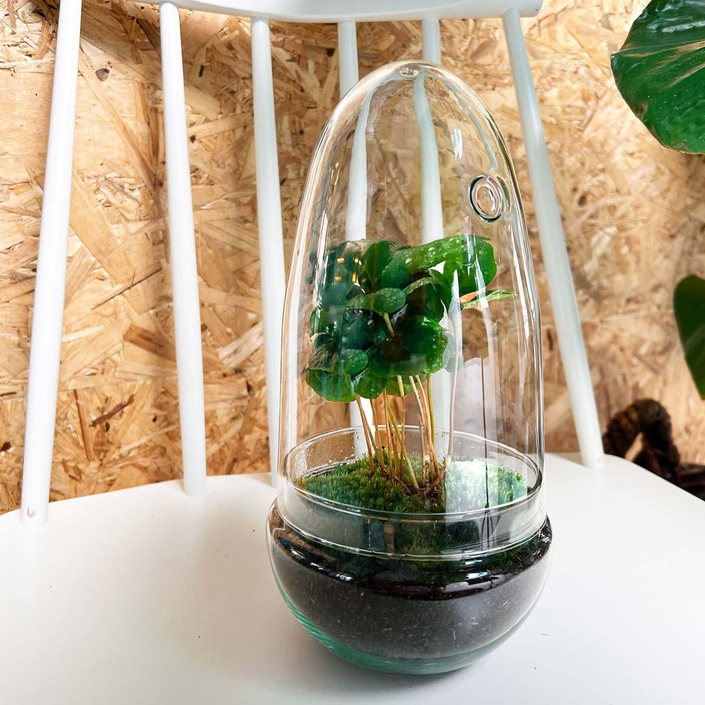 Flaschengarten Egg Coffea Arabica – DIY Pflanzen – Terrarium – Höhe 25cm – Selbstversorgendes Mini – Ökosystem – Inkl. Moos, Erde & Pflanze – Plant