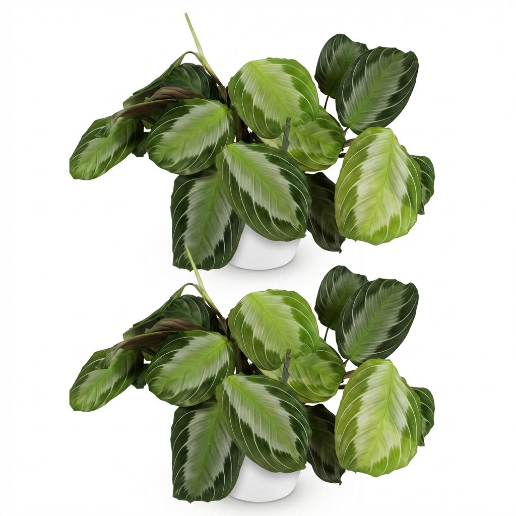 Maranta Fascinator Silverband 2er Set Pflanzen Mit Weißem Topf Ø12cm Höhe ca.25cm Gebetspflanze Grün Haustierfreundlich Pflegeleicht Für Zimmer