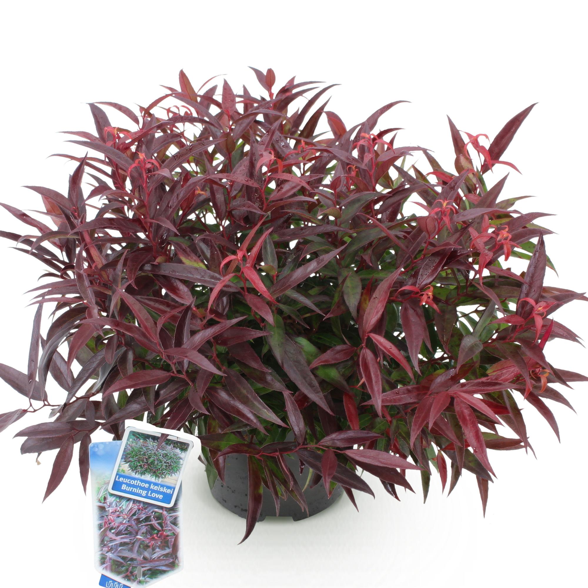 Traubenheide Leucothoe Burning Love – 17cm Höhe ca.45cm – Immergrün & farbintensiv – Rotes Laub für Beet Balkon Terrasse – Pflegeleichter dekorativer Zierstrauch – Plant