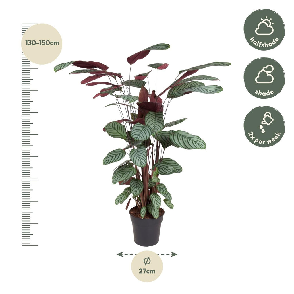 Korbmarante Calathea Oppenheimiana – Zimmerpflanze – Ø27cm ↕130cm – Exotisches Blattmuster & violette Unterseite – Pflegeleicht & luftreinigend – Plant