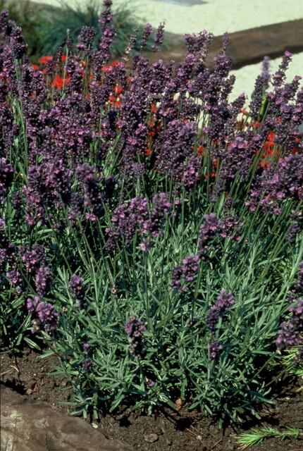 Lavendel Lavandula angustifolia 'Munstead' – ↕10-25cm – Ø9cm – Kompakter Duft – Plant