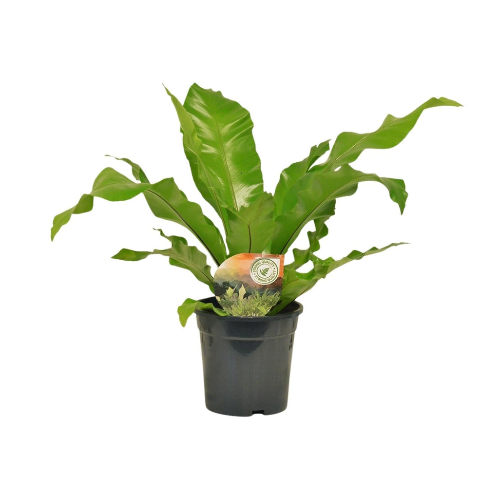 Nestfarn Asplenium Nidus – Ø17cm – Höhe 60cm – Pflegeleichte Zimmerpflanze mit dekorativen Farnwedeln – Plant