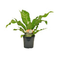 Nestfarn Asplenium Nidus – Ø17cm – Höhe 60cm – Pflegeleichte Zimmerpflanze mit dekorativen Farnwedeln – Plant
