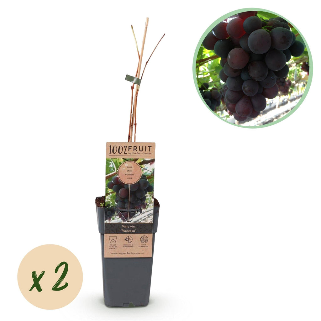 Weinrebe – Vitis vinifera Himrod – Kernlose Trauben – 2 Pflanzen – Obstpflanze – 15cm – Höhe 50cm – Plant