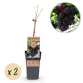 Weinrebe – Vitis vinifera Himrod – Kernlose Trauben – 2 Pflanzen – Obstpflanze – 15cm – Höhe 50cm – Plant
