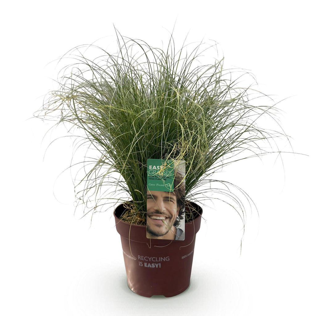 Ziergras Segge Carex comans Frosted Curls – Grün mit silbrigem Schimmer – Immergrün & winterhart – Höhe ca. 50cm – 17cm – Plant