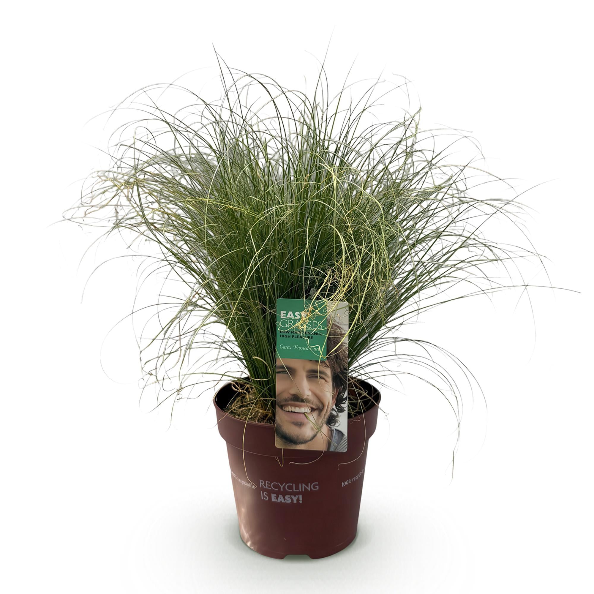 Ziergras Segge Carex comans Frosted Curls – Grün mit silbrigem Schimmer – Immergrün & winterhart – Höhe ca. 50cm – 17cm – Plant