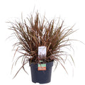 Mahagonigras – Uncinia rubra ‘Everflame’ – Ø14cm x ↕30cm – Ziergras mit rotbraunen Blättern – Immergrüne Red Zegge für Garten, Balkon & Terrasse – Pflegeleicht & winterhart – Plant