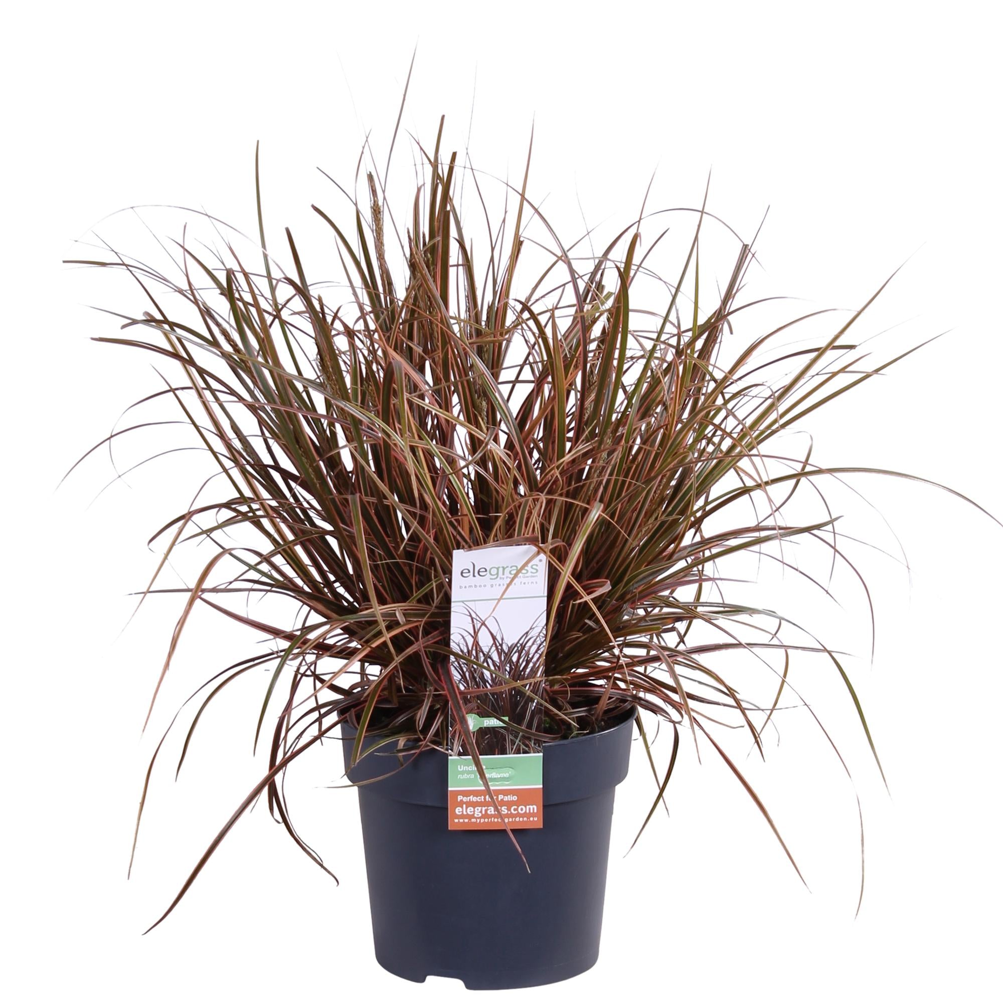 Mahagonigras – Uncinia rubra ‘Everflame’ – Ø14cm x ↕30cm – Ziergras mit rotbraunen Blättern – Immergrüne Red Zegge für Garten, Balkon & Terrasse – Pflegeleicht & winterhart – Plant