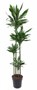 Dracaena Janet Lind – 180cm – große Zimmerpflanze – Luftreinigende Grünpflanze für Zimmer & Büro – Pflegeleicht & langlebig – Plant