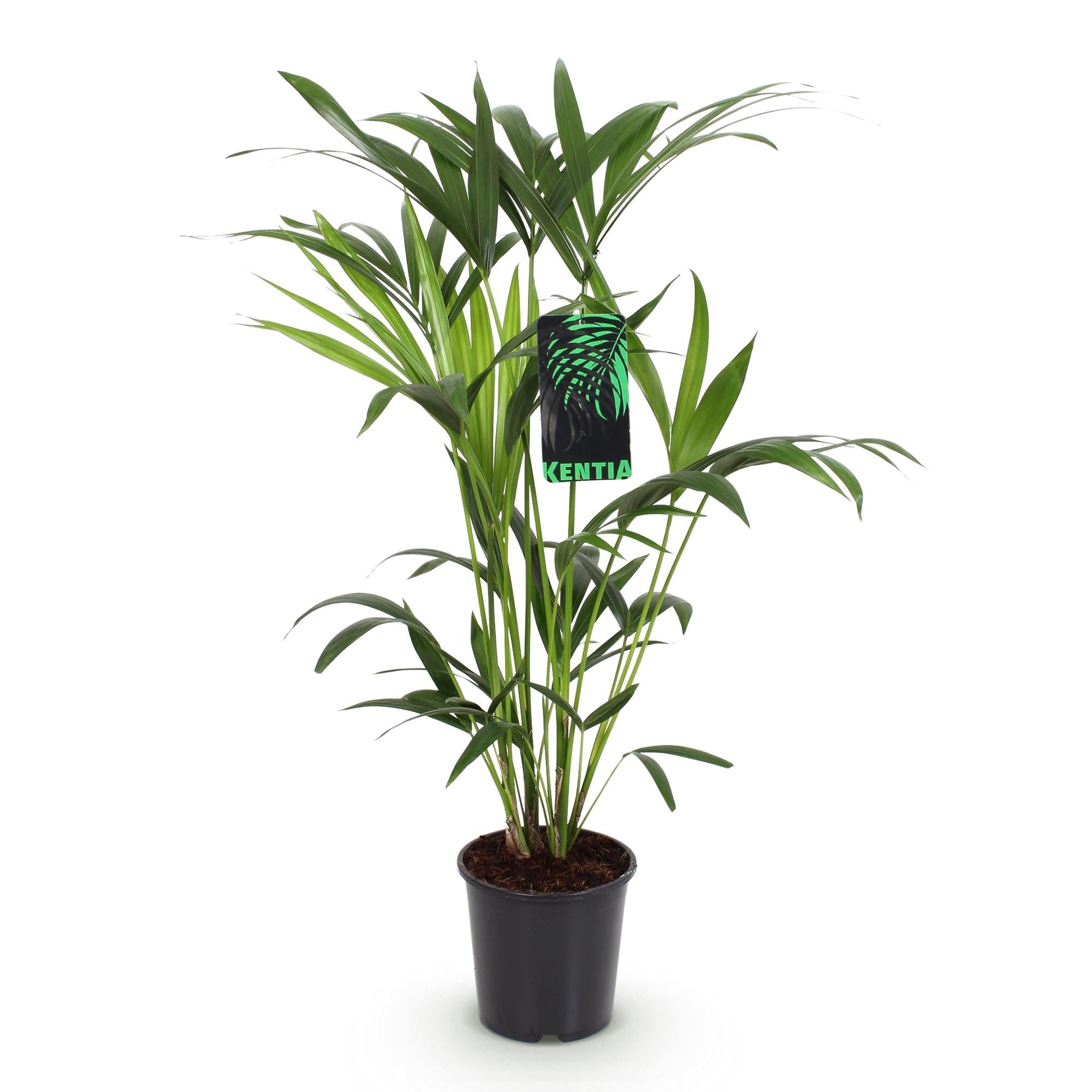 Howea Forsteriana – Kentia – Palme – 80-85cm – 19cm – Pflegeleichte Zimmerpalme mit eleganten Wedeln – Plant