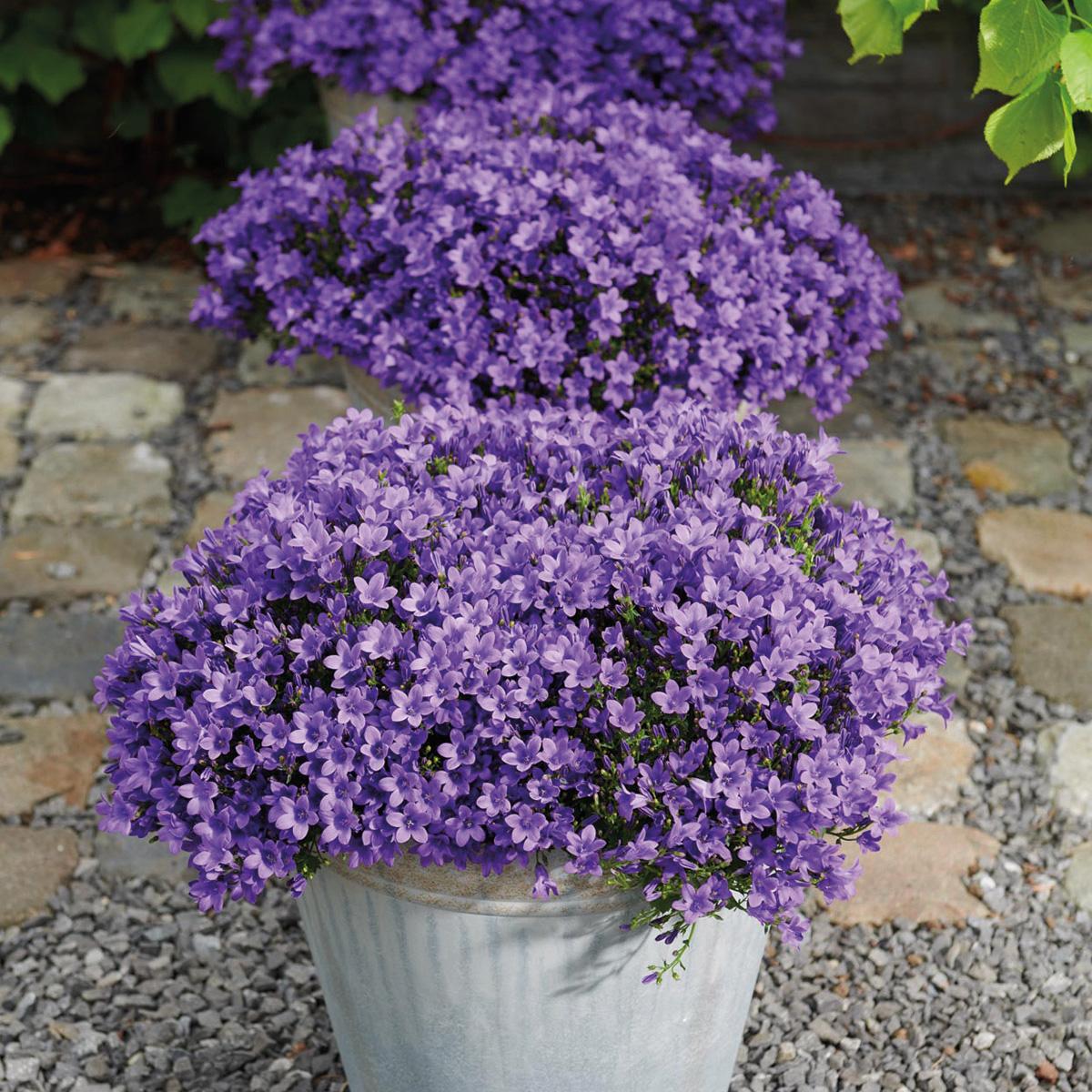 Campanula Addenda Ambella lila 6er Set – Glockenblume violett Topfgröße 12cm – winterhart, lang blühend – Bodendecker für ca.1m² – Plant