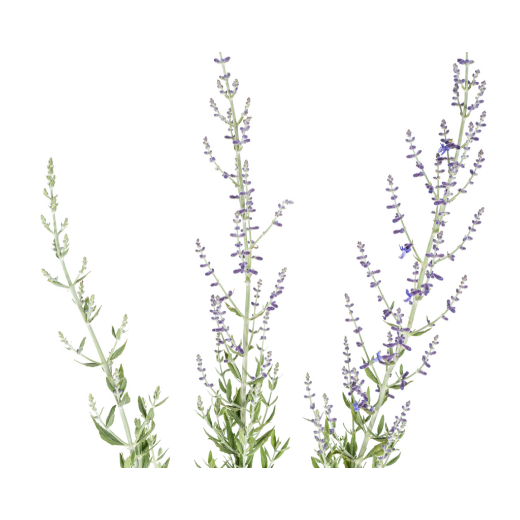 Perovskia atriplicifolia – Blauraute – Ø19cm – ↕50–60cm – Lavendelblaue Blüten – Aromatisches Ziergehölz für sonnige Beete & Steingärten – Plant