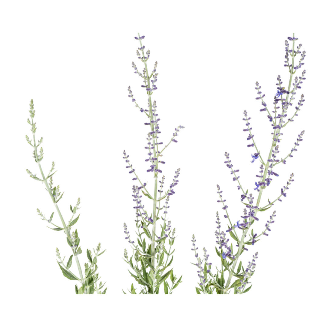 Perovskia atriplicifolia – Blauraute – Ø19cm – ↕50–60cm – Lavendelblaue Blüten – Aromatisches Ziergehölz für sonnige Beete & Steingärten – Plant