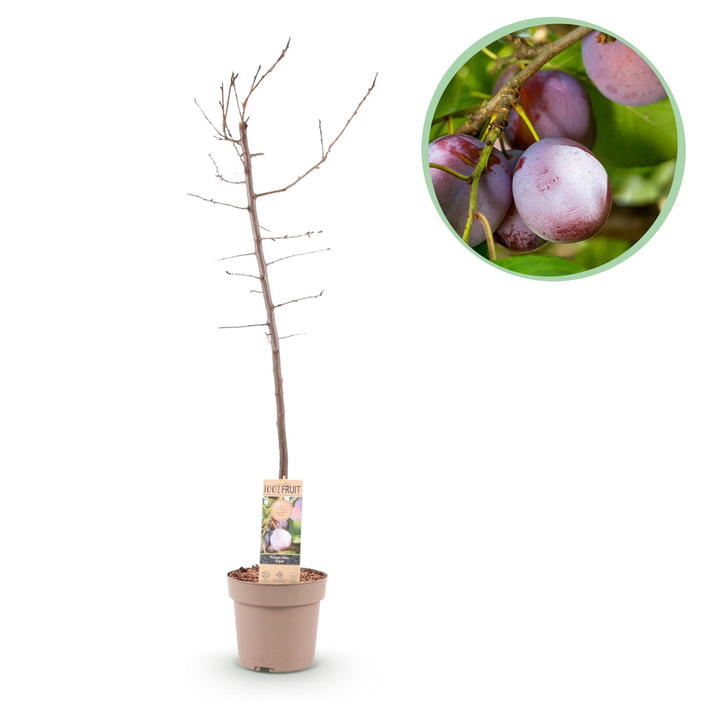 Pflaumenbaum – Prunus domestica 'Opal' – ca. 90cm hoch – Topf Ø21cm – gelb – rote Früchte – selbstfruchtend & ertragreich – Plant