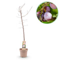 Pflaumenbaum – Prunus domestica 'Opal' – ca. 90cm hoch – Topf Ø21cm – gelb – rote Früchte – selbstfruchtend & ertragreich – Plant
