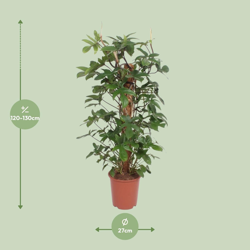 Baumfreund – Philodendron Pedatum – Zimmerpflanze – Ø27cm – ↕130cm – Pflegeleicht – Tropisches Flair – Luftreinigend – Plant