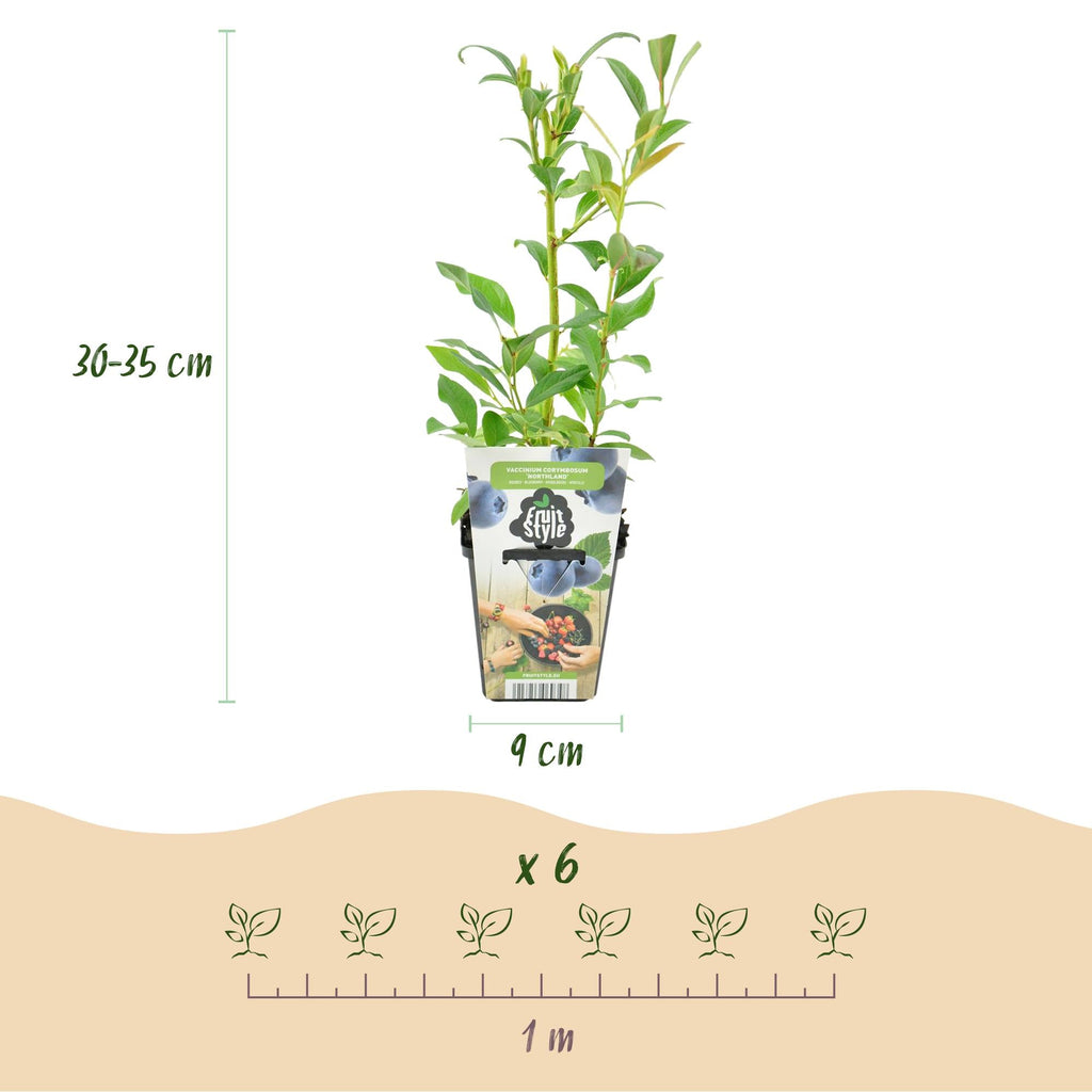 Blaubeere Vaccinium corymbosum Northland winterhart Ø9cm Höhe30cm – Aromatische Blaubeere für Garten Balkon & Terrasse