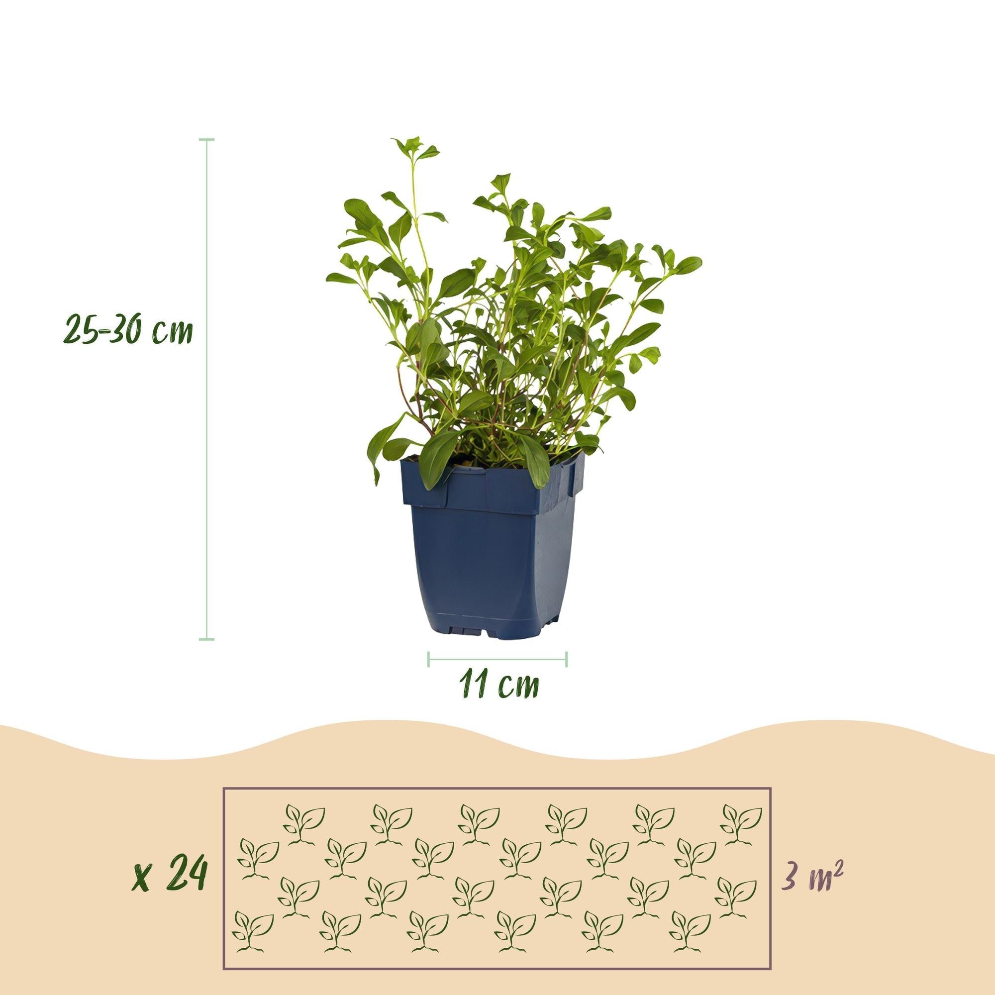 Staudenset – Bodendecker – 24 Stauden für 3m² – Bunte Blühpflanzen – Pflegeleicht – Unkrauthemmend – Für sonnige Standorte – Ø11cm – Plant