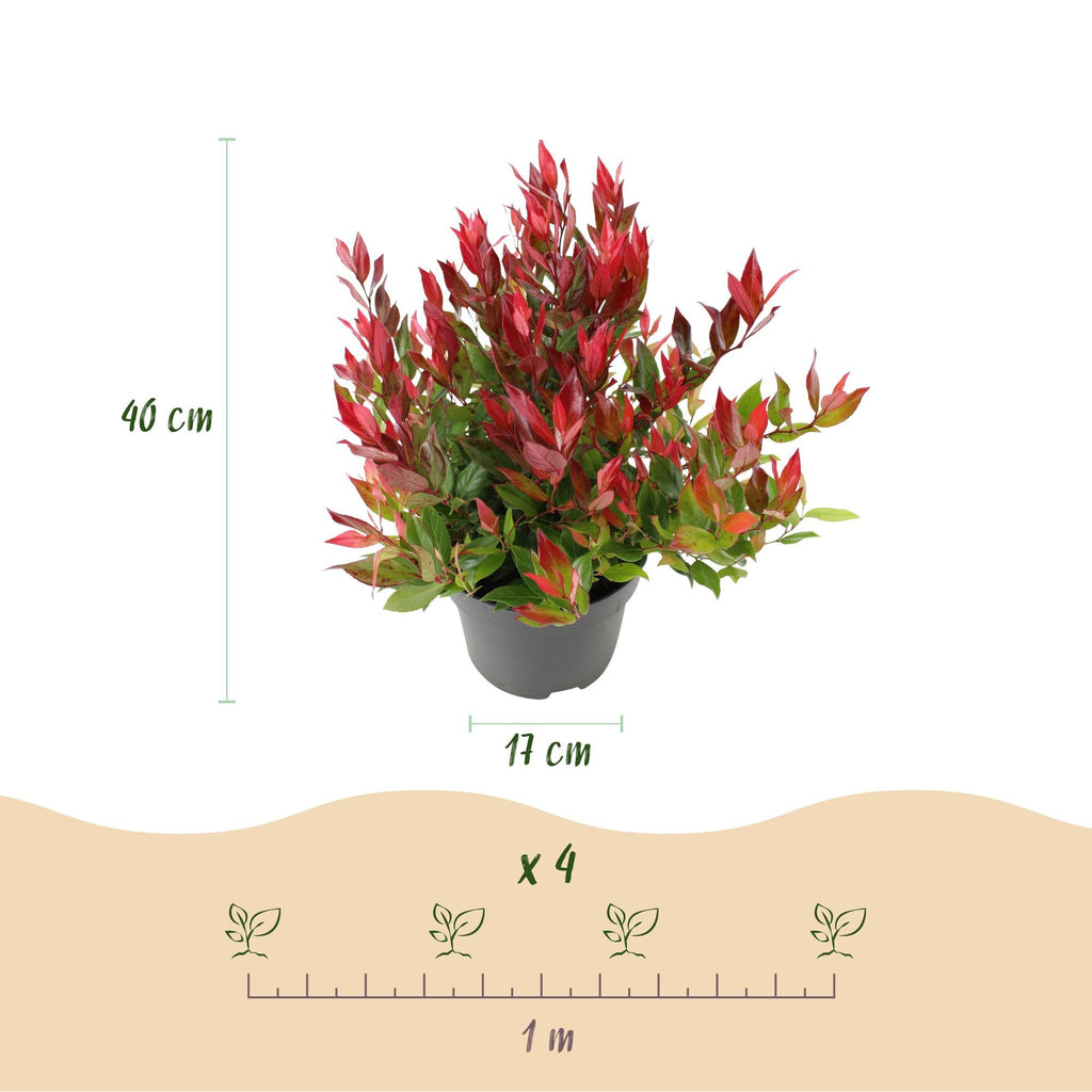 Traubenheide Leucothoe Little Flames – 2 Pflanzen 17cm Höhe ca.45cm – Immergrün & farbintensiv – Rotes Herbstlaub – Pflegeleichter dekorativer Zierstrauch