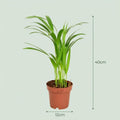 Areca Palme Areca Dypsis Lutescens Ø12cm Höhe40cm – Goldfruchtpalme mit gefiederten Blättern – Luftreinigende Zimmerpflanze für Wohnraum & Büro – Plant
