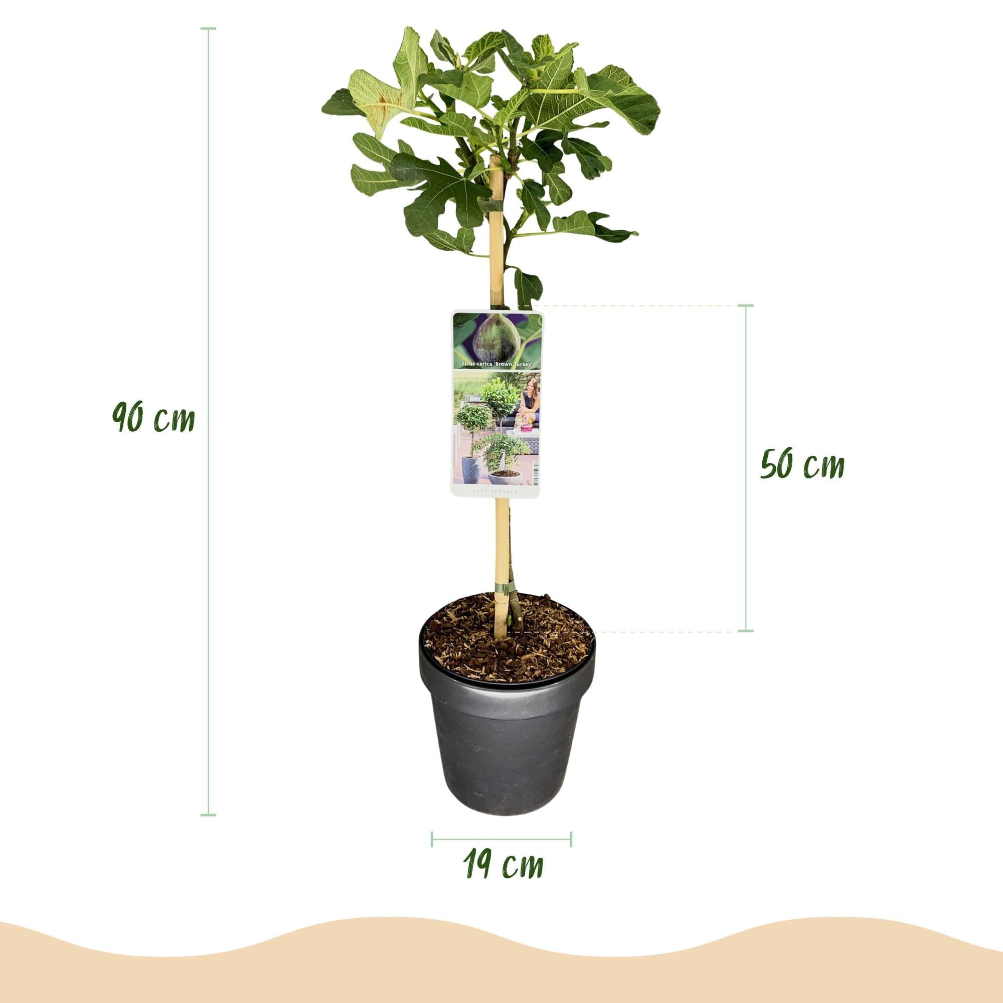 Feigenbaum Ficus carica 'Brown Turkey' – Stamm – Pflanze – Höhe ca. 90cm – Ø19cm – Obstpflanze für Terrasse & Garten – Essbare Früchte – Plant