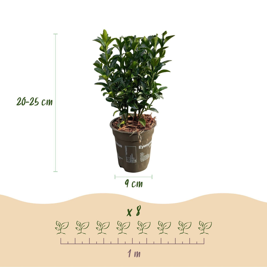 Euonymus japonicus Green Spire – 8 Pflanzen für 1 Meter Hecke – Immergrüner Japanischer Spindelstrauch – 20-25cm hoch im 9cm Topf – Plant