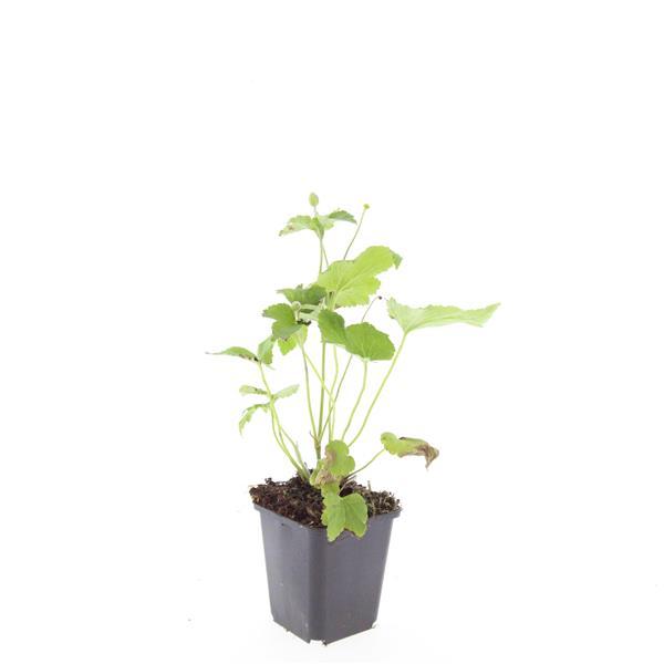 Japan – Herbst – Anemone hyb. 'Honorine Jobert' – ↕10-25cm – Ø9cm – Herbstblüher – Pflegeleicht – Sonne & Halbschatten – Plant