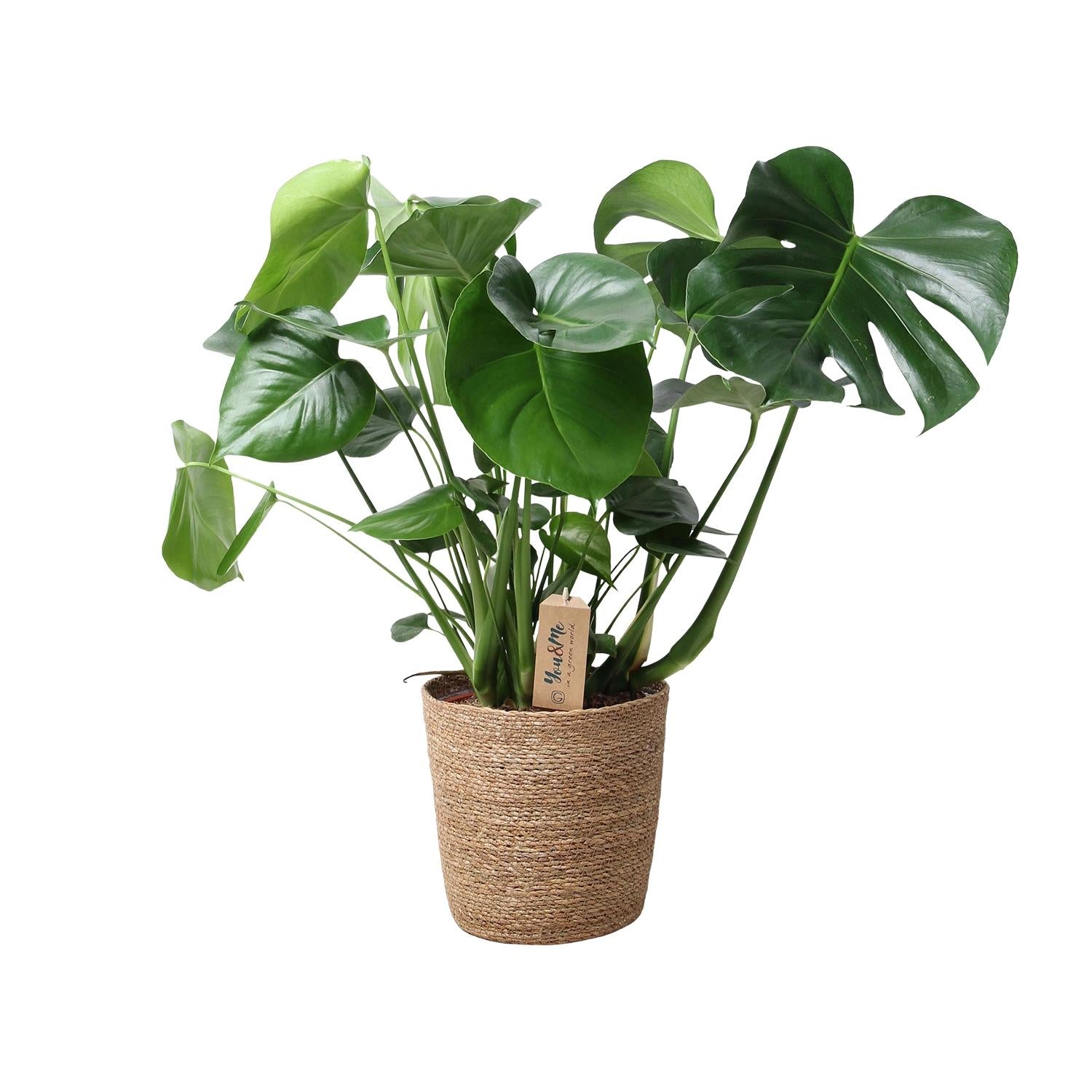 Monstera In Natural Basket – Ø21cm – ↕60cm – Pflegeleichte Zimmerpflanze mit charakteristischem Fensterblatt – Im natürlichen Flechtkorb – Luftreinigend & dekorativ – Plant