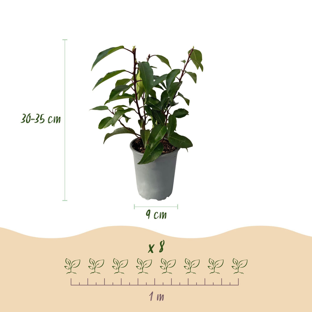 Prunus lusitanica Angustifolia – Chickasa – Pflaume – Immergrüne Heckenpflanze – Blatt Grün – 9cm x H30-35cm – pflegeleicht – 8 Pflanzen – Plant
