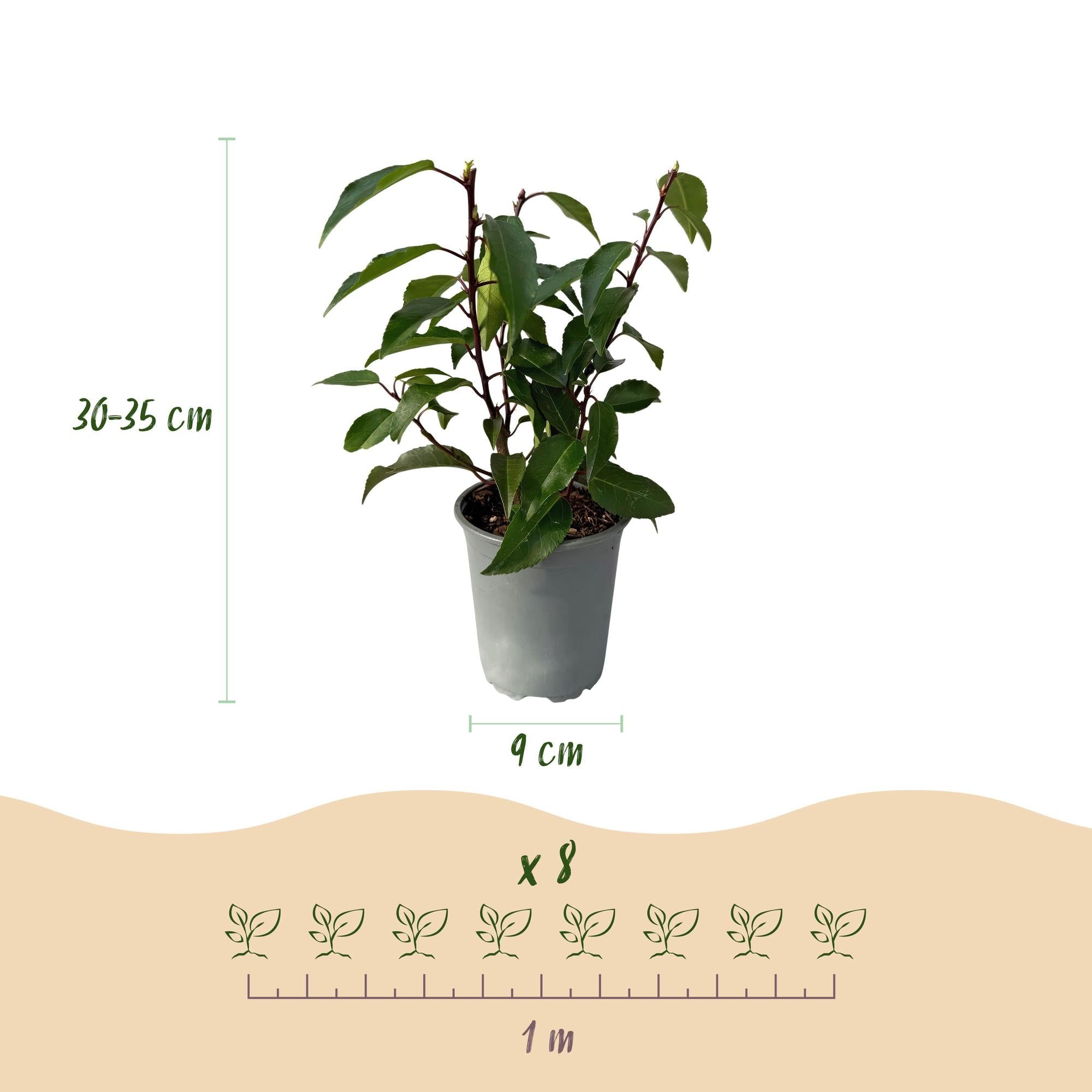 Prunus lusitanica Angustifolia – Chickasa – Pflaume – Immergrüne Heckenpflanze – Blatt Grün – 9cm x H30-35cm – pflegeleicht – 8 Pflanzen – Plant