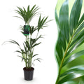 Howea Forsteriana – Kentia – Palme – 120-130cm – 21cm – Pflegeleichte Zimmerpalme mit eleganten Wedeln – Plant