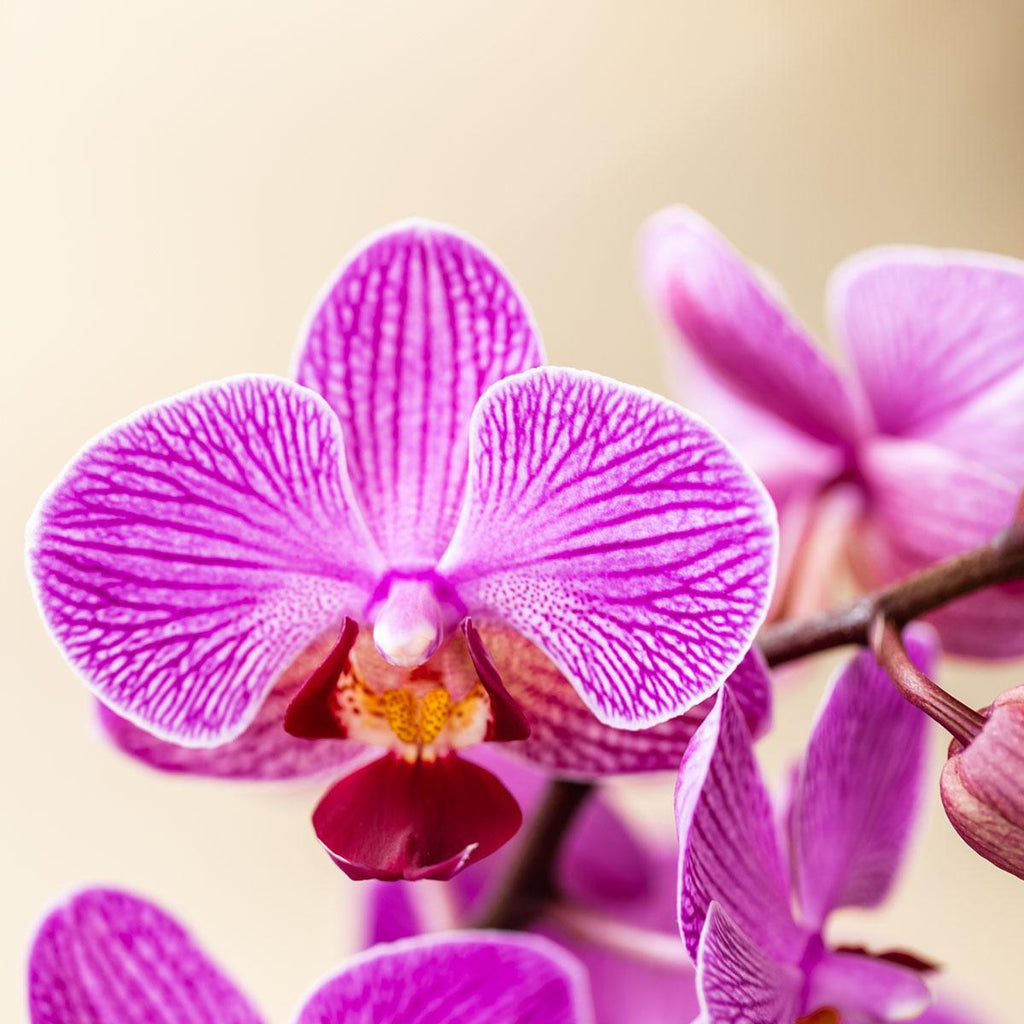 Orchideen Überraschungsbox – 2 Orchideen – 9cm – Frisch vom Züchter – Perfektes Geschenk & Pflanzen – Überraschung – Plant