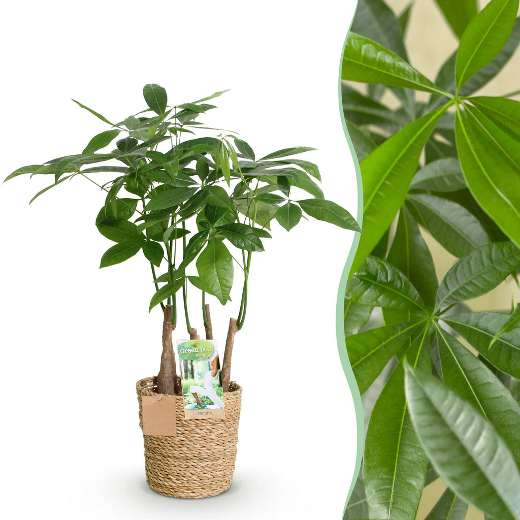 Pachira Aquatica Mehrstamm – 50-55cm – 17cm inkl. Naturkorb – Pflegeleichter Geldbaum – Plant