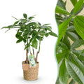 Pachira Aquatica Mehrstamm – 50-55cm – 17cm inkl. Naturkorb – Pflegeleichter Geldbaum – Plant