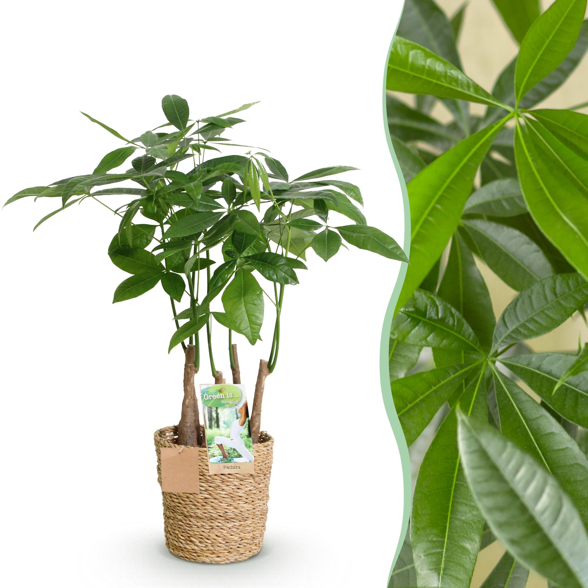 Pachira Aquatica Mehrstamm – 50-55cm – 17cm inkl. Naturkorb – Pflegeleichter Geldbaum – Plant